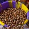 Nigeria bans export of shea nuts used in beauty creams for six months