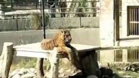 Tigers maul man to death after he jumps into zoo enclosure