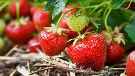 ‘We’ve never seen anything like it’: Surprise for shoppers buying supermarket strawberries