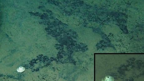 Record-breaking deep-sea snail species discovered 6km underwater