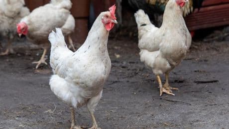 Plus de poulet brésilien jusqu'à nouvel ordre: l'UE suspend immédiatement toutes les importations de volailles depuis le Brésil