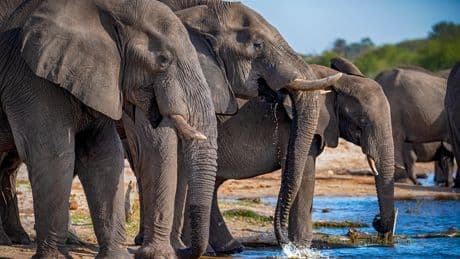 New research reveals elephants have been trying to communicate with us for years