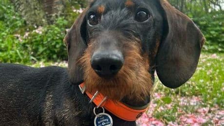Hund kaufen: Wie hoch die Hundesteuer ist, wer sie zahlen muss und was es zu beachten gibt