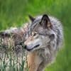 Ook provincie Utrecht mag wolf doodschieten na bijtincident