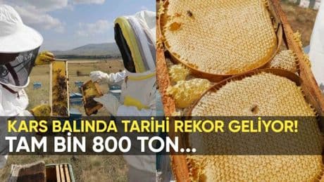 Kars balında tarihi rekor geliyor: Arıcılar sezonu sevinçle karşılıyor, tüm Türkiye'ye tatlı haber var
