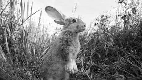 "Hase und ich" von Chloe Dalton: Wir und die Außerirdischen