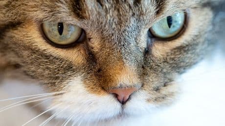 Erstaunliche Ähnlichkeit zum Menschen - So helfen Katzen bei der Demenz-Forschung
