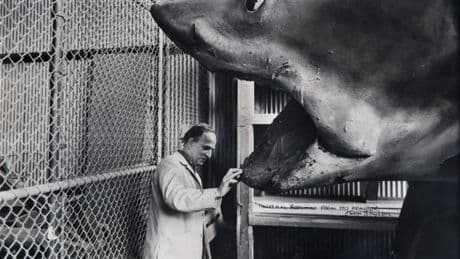 Cuando los mundos chocan: el día que Bergman conoció al &#039;Tiburón&#039; de Spielberg