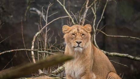 Zoo urges people to donate their unwanted pets to feed their predators