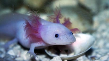 On a compris comment l'axolotl fait repousser ses membres amputés: pourra-t-on bientôt en faire de même?