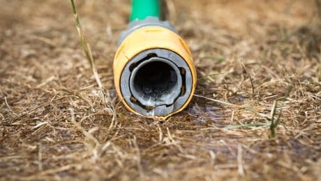 One Of The Worst Things You Can Do To Gardens In A Heatwave