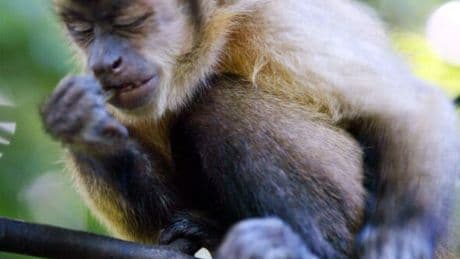 The remote island where monkeys are stunning scientists with never seen before behaviour