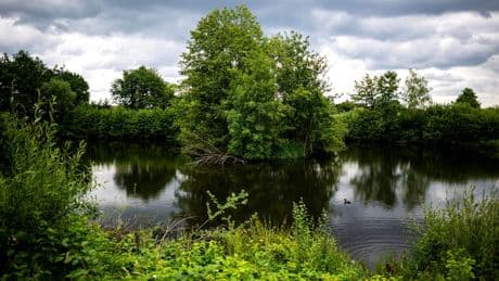 Reptilien-Reinfall in Vechta - Alligator im Rückhaltebecken war Krokolores