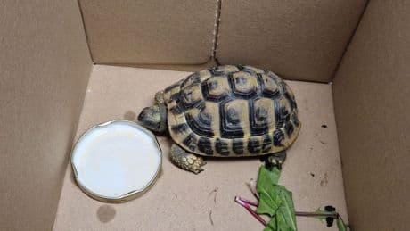 Tiere auf Abwegen: Polizei sucht Schildkröten-Besitzer