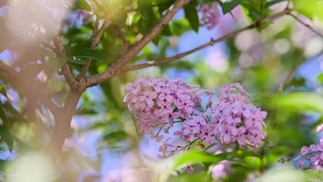 Keine Blütenpracht? Diese 5 Fehler verhindern die Fliederblüte