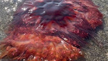 Tourists issued urgent warning after giant 5-foot jellyfish washes up on holiday hotspot beach