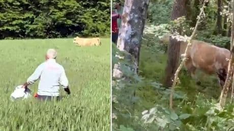 Bolu'da kaçan kurbanlık boğa ormanda yakalandı