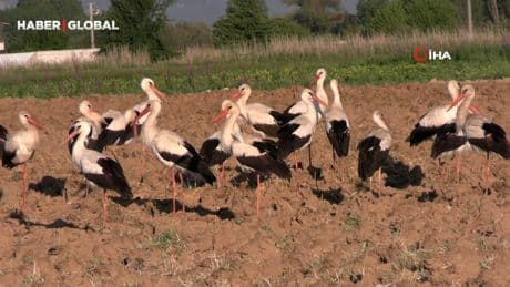 Tavşanlı'da ikinci kez leyleklerin göçü, ilçe sakinlerine sürpriz yaşattı