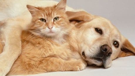 Cat's reaction to family's new dog branded 'cutest olive branch'