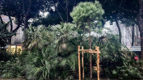 Aster, alberi abbattuti a Brignole e in piazza della Vittoria