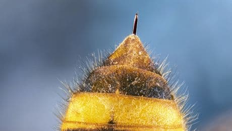 Aus der Küche: Ein Hausmittel hilft sofort bei Wespenstichen