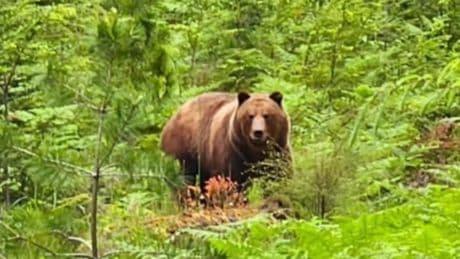 Texada Islanders want wayward grizzly bear relocated, province says it’s a danger