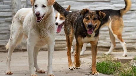 Indien muss eine Million Straßenhunde einfangen – in acht Wochen