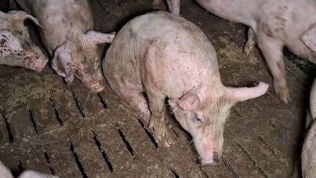 Mastbetrieb im Unterallgäu: Verdreckt, krank, teilweise tot:  Schweinezüchter lassen ihre Tiere verkommen