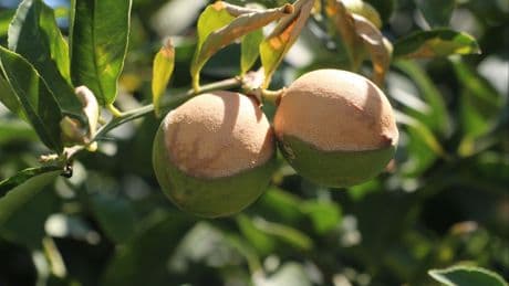 Adana'da aşırı sıcaklar ve poyraz limonu yaktı
