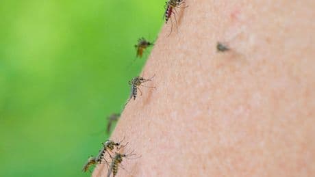 Insekten: Die Stechmückensaison beginnt - Was tun?