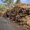 Des arbres abattus sur 13 hectares : l’incompréhension dans une commune du Finistère