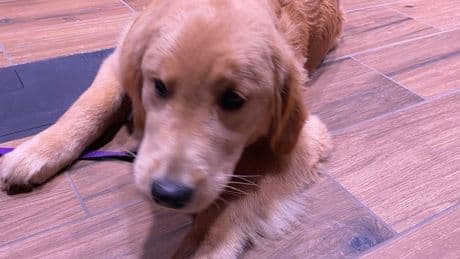 World's biggest cruise ship has a resident dog and people can't get enough of him