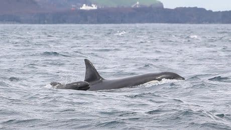 Icelandic orcas have been including baby pilot whales in their groups – but scientists aren’t sure why