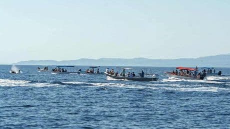 Una zona de México se ha convertido en un circo fuera de control: no paran de llegar turistas para nadar con orcas salvajes
