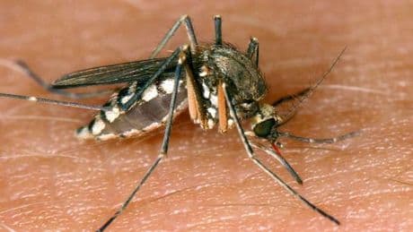 Krankheiten: Drei weitere Tote in Italien durch West-Nil-Virus