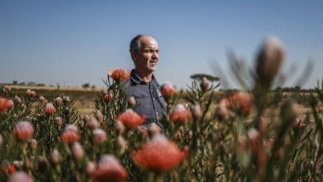 Changement climatique : la fleur nationale de l'Afrique du Sud, la Protéa, est menacée