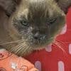 Pablo the cat's unbelievable one hour washing machine ordeal