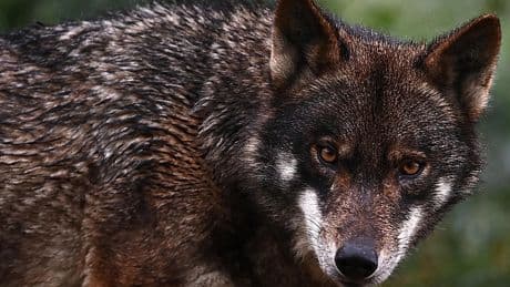 Bezoekers nemen voorzorgsmaatregelen na incident wolf: 'Knuppel mee'