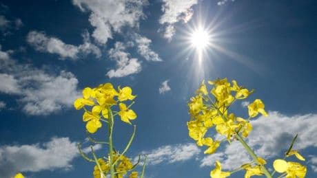 Wetter: Sonniger Muttertag in Niedersachsen und Bremen erwartet