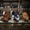Minder varkens en kippen. Maar melkkoeien? Dat zijn er al decennialang 1,5 miljoen