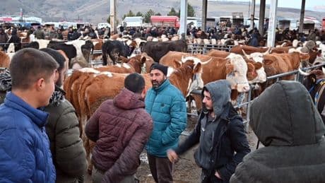 Yozgat’ta hayvan pazarlarına tedbiren "acil kapatma" kararı