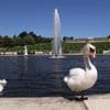 Hund tötete Schwan in Potsdam: Noch keine Hinweise auf Halter