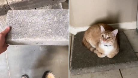 ¿Por qué hay gatos obsesionados con las losas de hormigón? Una moda que tiene su lógica felina
