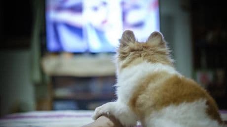 Dogs prefer certain TV shows depending on their personality type, researchers find