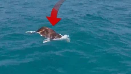 Antalya'da denizde bulundu! Görenler hayrete düştü