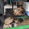Opnieuw honderden verwaarloosde cavia's ingenomen bij fokker in Westerveld