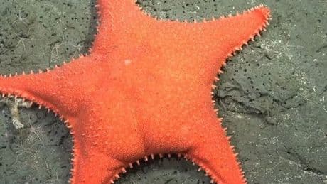 Deep sea starfish caught on camera but people are distracted by one thing