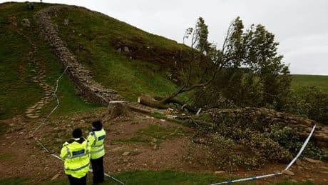 Devastating Sycamore Gap tree felling must start one vital conversation in Britain