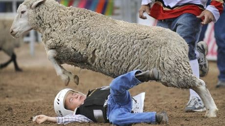 Mutton bustin': the Little League of rodeo country
