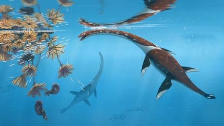 Forscher präsentieren urtümliches Meeresreptil aus Dino-Zeit